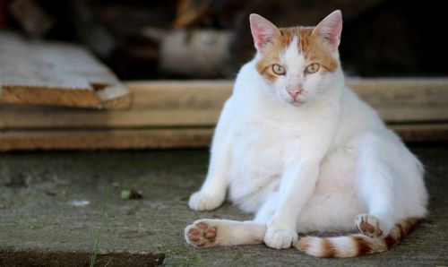 cat white orange