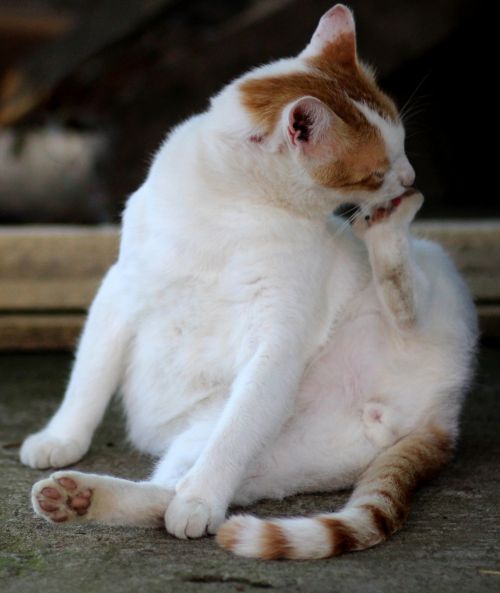 cat white orange