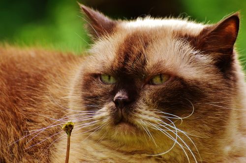 cat british shorthair mieze