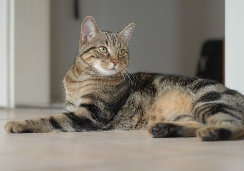 cat feline european shorthair