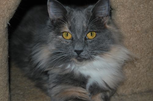 cat longhair domestic