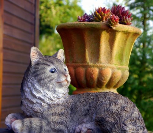 cat garden rural