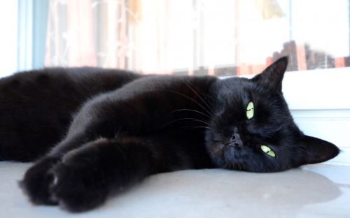 cat eyes black cat