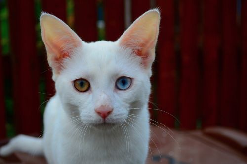 cat kitten white