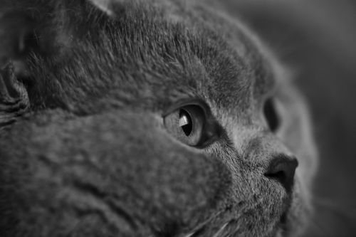 cat animal british shorthair cat