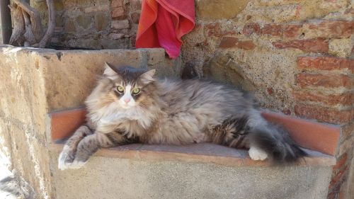 cat siberian cat feline