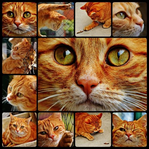 cat red collage