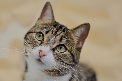 cat tabby close-up