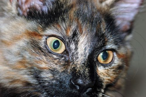 cat feline eyes