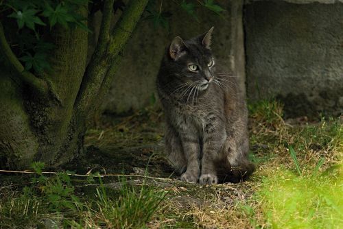 cat tomcat gray