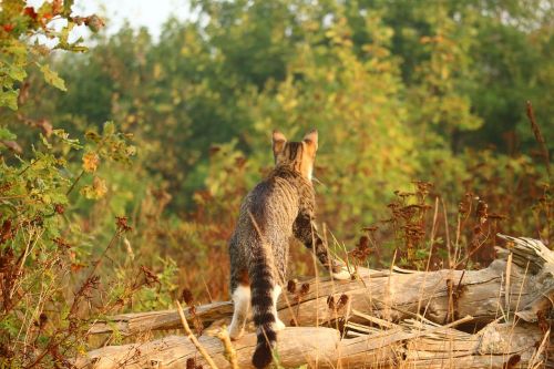 cat mieze kitten