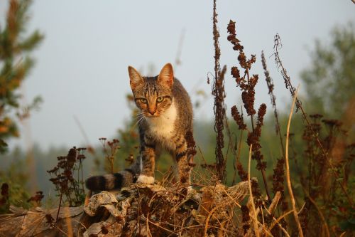 cat mieze kitten