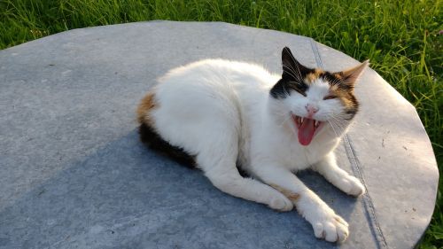 cat grimace yawn