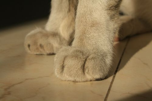 cat paws leg