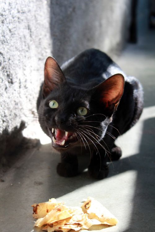cat angry black