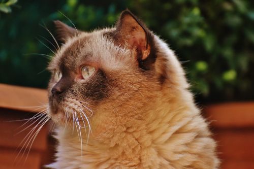 cat british shorthair thoroughbred