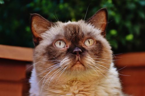 cat british shorthair thoroughbred