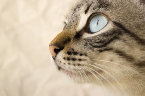 cat pet cat eyes
