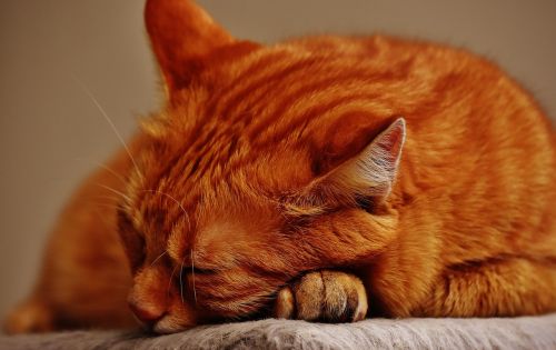 cat red sleep