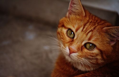 cat red cute