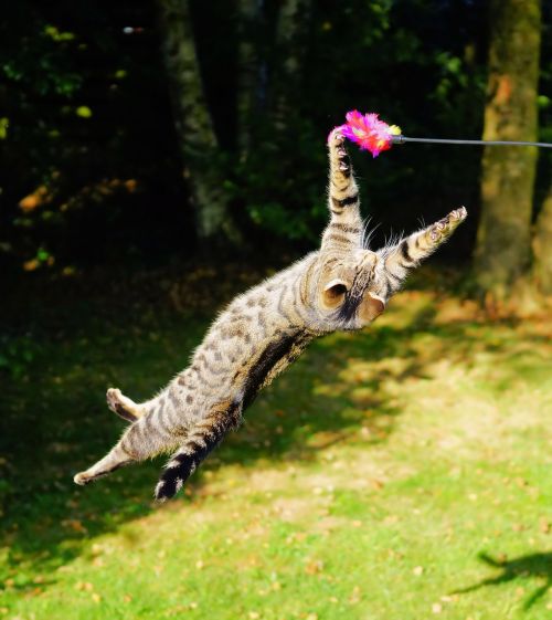 cat flying cat play