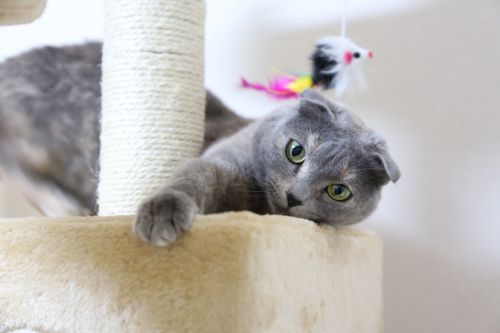 cat scottish fold cat tower