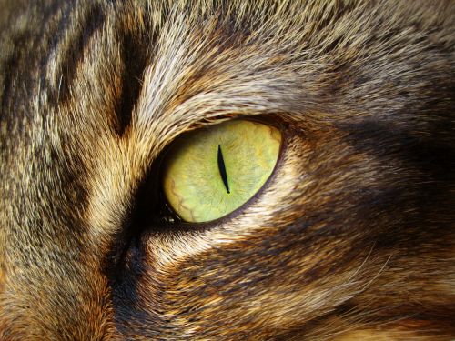 cat eye feline
