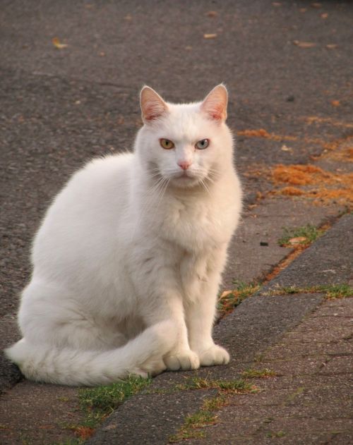 cat domestic cat white cat