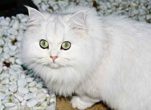 cat leipzig white