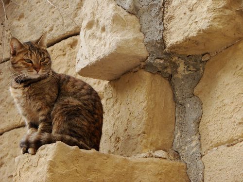 cat limestone stones