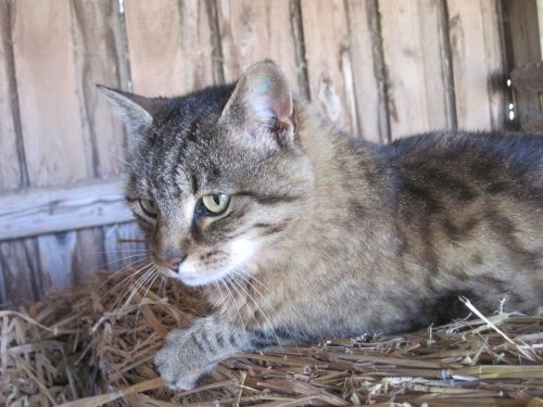 cat mackerel straw