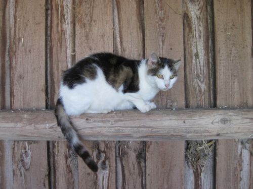 cat wood stall