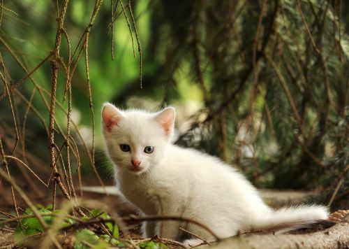 cat kitten young animal