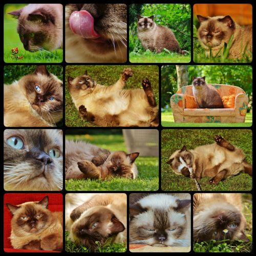 cat british shorthair collage