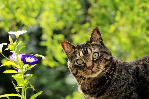 cat kitty flower