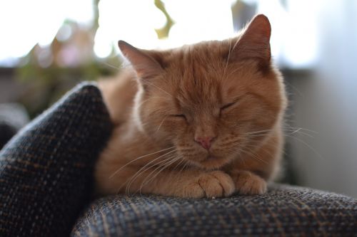 cat ginger sleeping