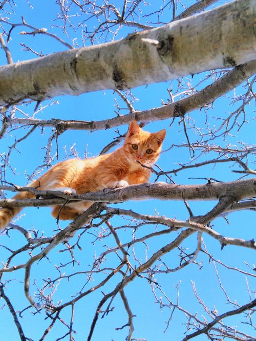 cat tree cute cat