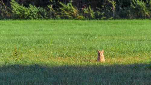 cat sunshine caught