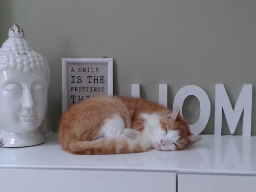 cat home buddha