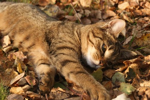 cat autumn foliage