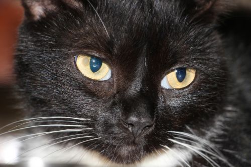 cat black whisker