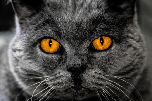 cat eyes background image