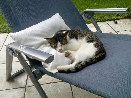 cat deck chair terrace