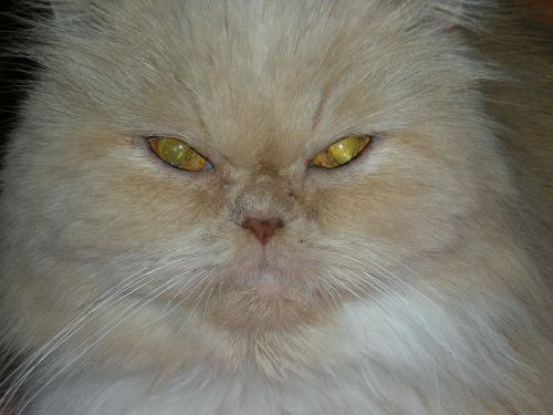 cat cat's eye cat face
