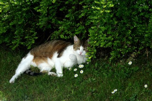 cat domestic cat animal