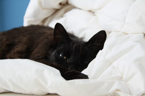 cat black bed