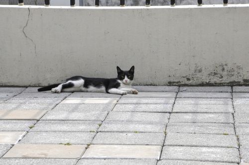cat rest courtyard