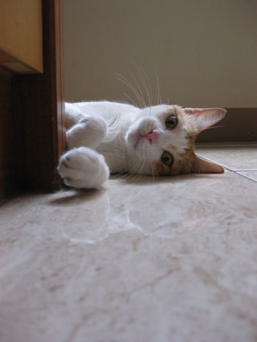 cat lying cute