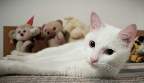 cat white animal