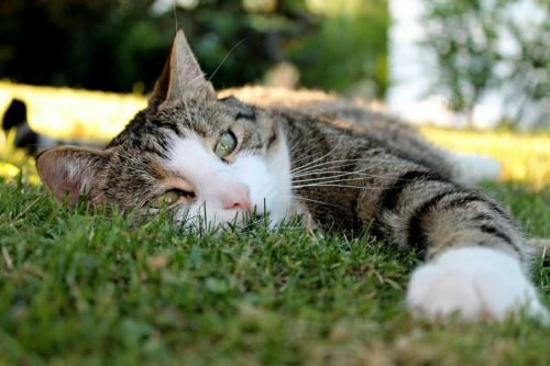 cat domestic cat black and white